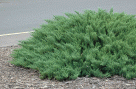 juniperus sabina tamariscifolia